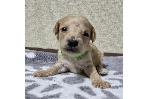 成約済の岡山県のトイプードル-369166の14枚目