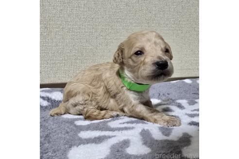 成約済の岡山県のトイプードル-369166の13枚目