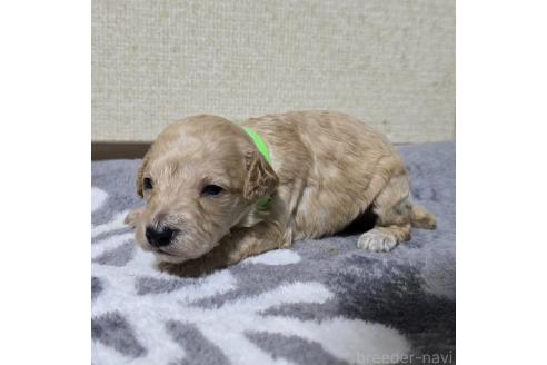 成約済の岡山県のトイプードル-369166の12枚目