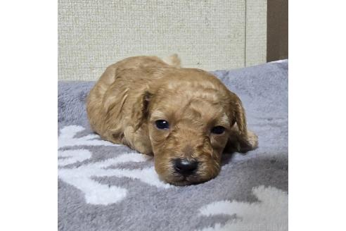 成約済の岡山県のトイプードル-369167の6枚目