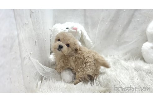 成約済の栃木県のマルプー:マルチーズ×トイプードル-369033の9枚目
