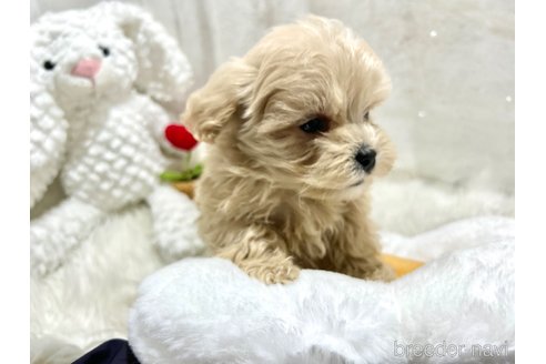 成約済の栃木県のマルプー:マルチーズ×トイプードル-369033の5枚目