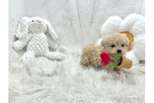 成約済の栃木県のマルプー:マルチーズ×トイプードル-369033の7枚目