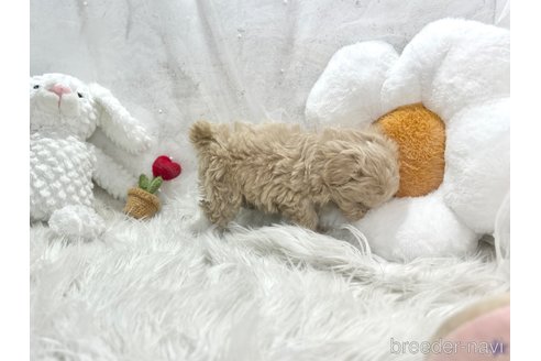 成約済の栃木県のマルプー:マルチーズ×トイプードル-369033の8枚目