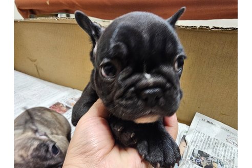 成約済の愛知県のフレンチブルドッグ-369116の2枚目