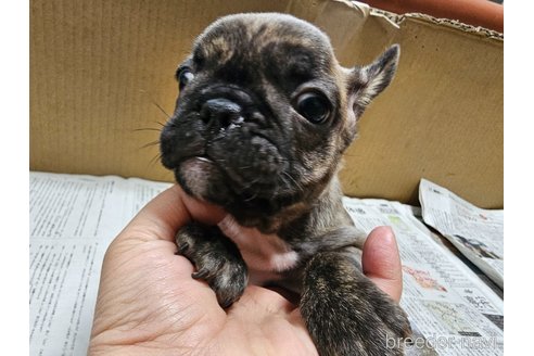 成約済の愛知県のフレンチブルドッグ-369117の6枚目