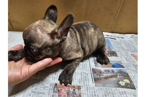 成約済の愛知県のフレンチブルドッグ-369117の3枚目