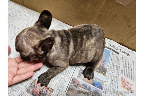 成約済の愛知県のフレンチブルドッグ-369117の2枚目