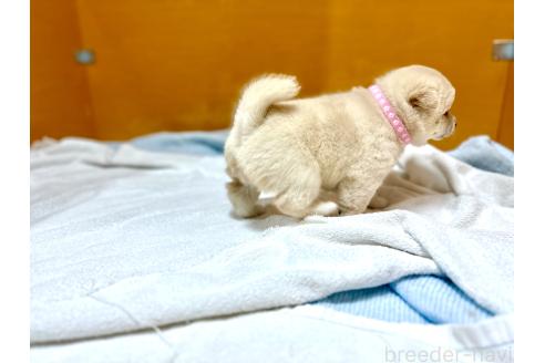 成約済の愛知県の柴犬-369044の4枚目
