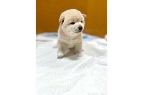 成約済の愛知県の柴犬-369044の3枚目