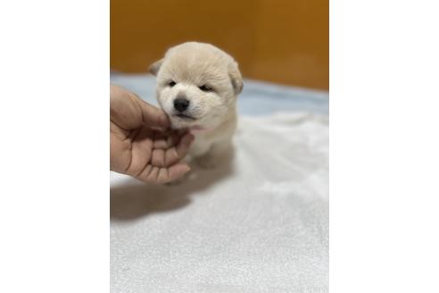 成約済の愛知県の柴犬-369044の2枚目
