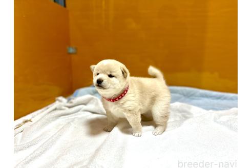 成約済の愛知県の柴犬-369045の4枚目