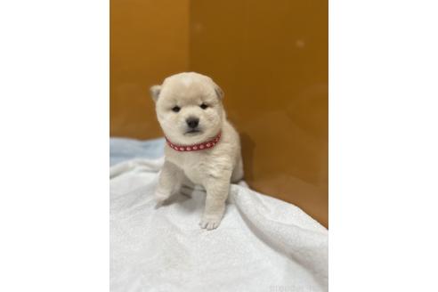 成約済の愛知県の柴犬-369045の3枚目