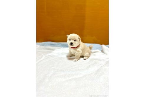 成約済の愛知県の柴犬-369045の2枚目
