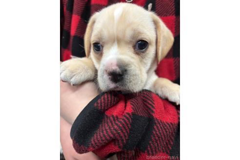 販売中の栃木県のミックス犬-369032