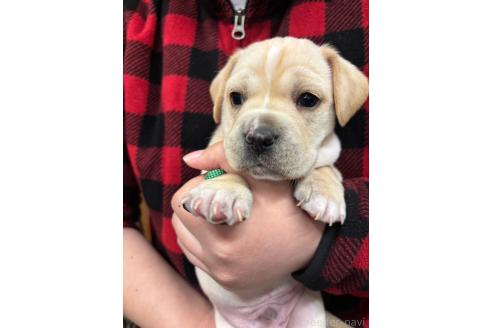 販売中の栃木県のミックス犬-369032の11枚目