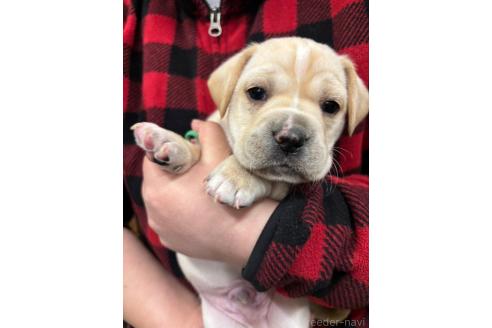 販売中の栃木県のミックス犬-369032の10枚目