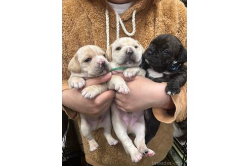 販売中の栃木県のミックス犬-369032の9枚目