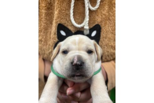 販売中の栃木県のミックス犬-369032の8枚目