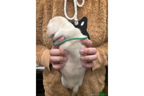 販売中の栃木県のミックス犬-369032の7枚目