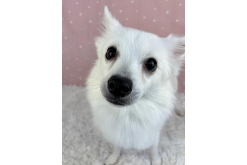 バニラちゃん1枚目