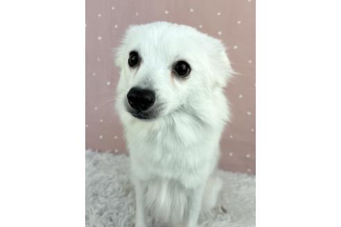 バニラちゃん1枚目