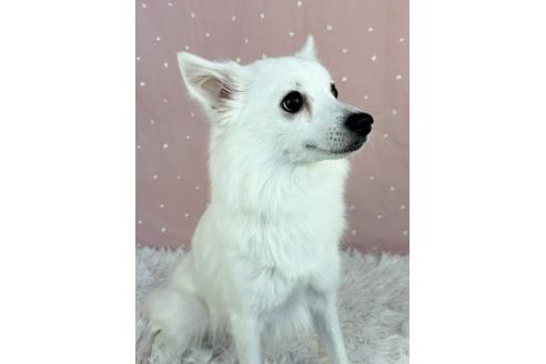 バニラちゃん1枚目