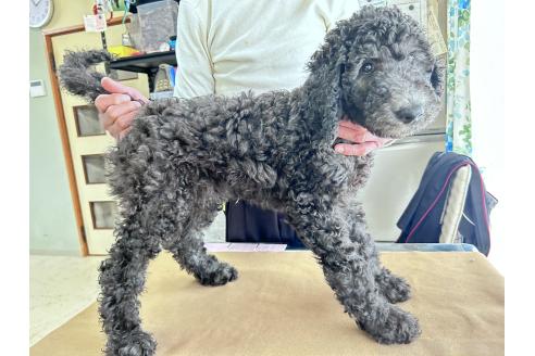 成約済の香川県のスタンダードプードル-357196の10枚目