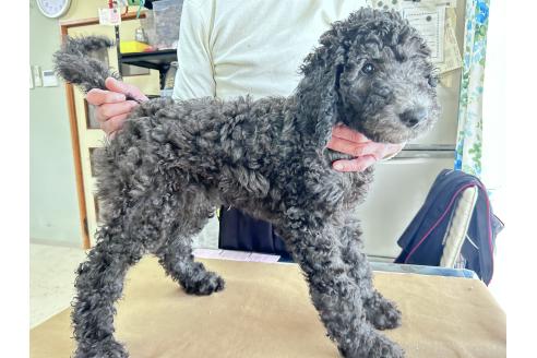 成約済の香川県のスタンダードプードル-357196の9枚目
