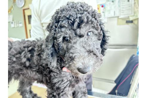 成約済の香川県のスタンダードプードル-357196の8枚目