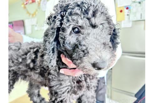 成約済の香川県のスタンダードプードル-357196の7枚目