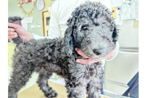 成約済の香川県のスタンダードプードル-357196の6枚目