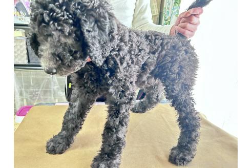 成約済の香川県のスタンダードプードル-357196の5枚目