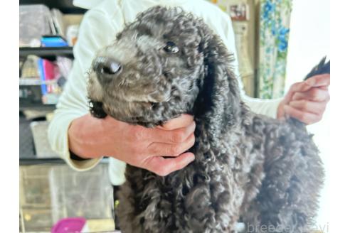 成約済の香川県のスタンダードプードル-357196の3枚目