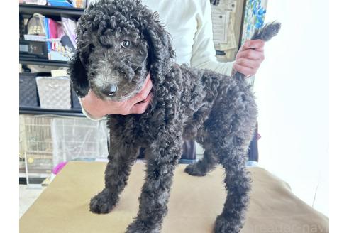 成約済の香川県のスタンダードプードル-357196の2枚目