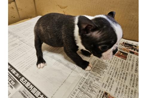 成約済の愛知県のボストンテリア-369228の11枚目