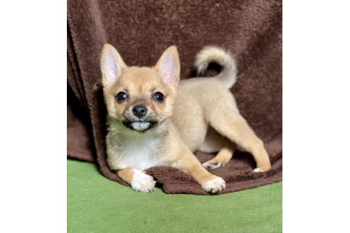 成約済の大分県のミックス犬-364100の7枚目