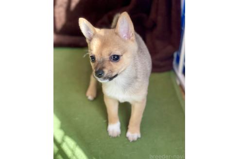 成約済の大分県のミックス犬-364100の5枚目