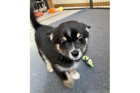 成約済の大分県のミックス犬-363420の8枚目