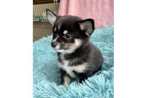 成約済の大分県のミックス犬-363420の7枚目