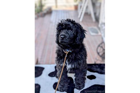 成約済の東京都のその他の犬種-357562の2枚目