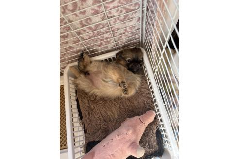 成約済の広島県のポメチワ:ポメラニアン×チワワ-369240の2枚目