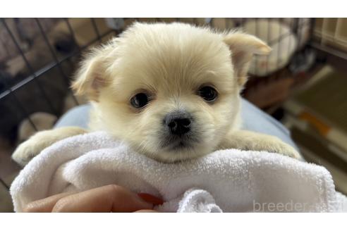 成約済の広島県のポメチワ:ポメラニアン×チワワ-369243の1枚目