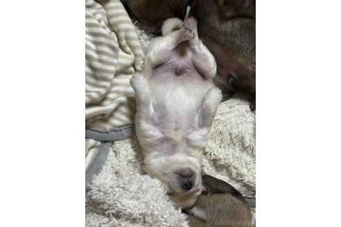 成約済の広島県のポメチワ:ポメラニアン×チワワ-369243の7枚目
