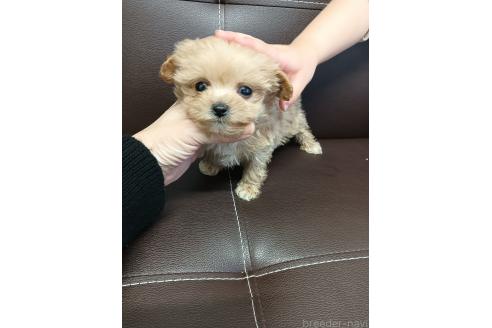 成約済の山口県のマルプー:マルチーズ×トイプードル-369248の3枚目