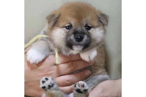 成約済の静岡県の柴犬-369249の9枚目