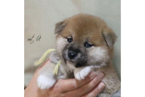 成約済の静岡県の柴犬-369249の8枚目