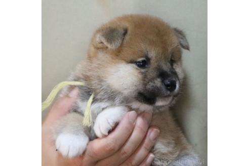 成約済の静岡県の柴犬-369249の7枚目