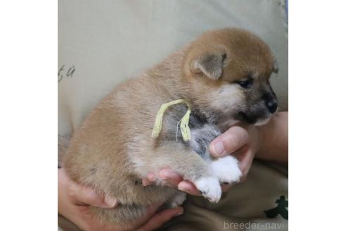 成約済の静岡県の柴犬-369249の6枚目