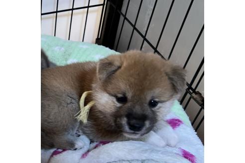 成約済の静岡県の柴犬-369249の5枚目